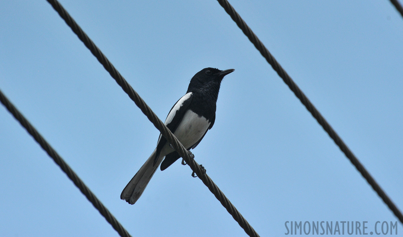 Copsychus saularis ceylonensis [550 mm, 1/8000 sec at f / 8.0, ISO 1600]